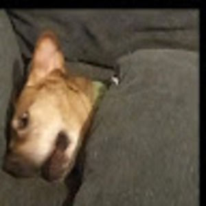 Meet your Posher, Wyatt